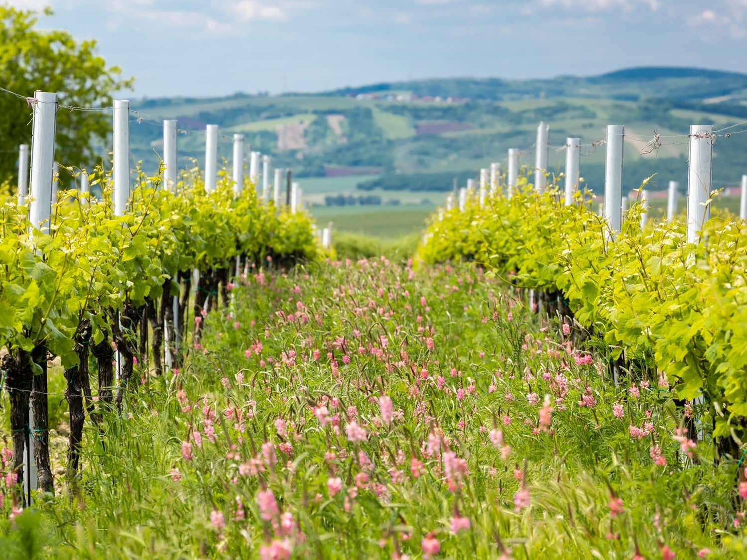 Organic Vineyard With Flowers